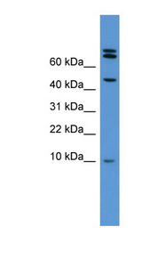 BMP2 antibody LS-C135172 Western blot of Rat Heart lysate.