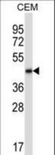 BMP2 Antibody western blot of CEM cell line lysates (35 ug/lane). The BMP2 antibody detected the BMP2 protein (arrow).