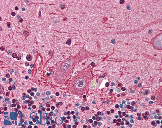 Anti-BMP2K antibody LS-A6938 IHC of human brain, cerebellum. Immunohistochemistry of formalin-fixed, paraffin-embedded tissue after heat-induced antigen retrieval.