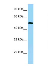BMP3 antibody LS-C146498 Western blot of Fetal Heart lysate. Antibody concentration 1 ug/ml.