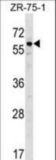 BMP3 Antibody western blot of ZR-75-1 cell line lysates (35 ug/lane). The BMP3 antibody detected the BMP3 protein (arrow).