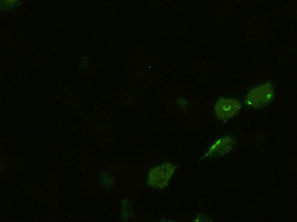 Anti-BMP4 mouse monoclonal antibody immunofluorescent staining of HeLa cells transiently transfected by pCMV6-ENTRY BMP4.