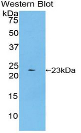 Western blot of recombinant BMP4 / BMP-4.
