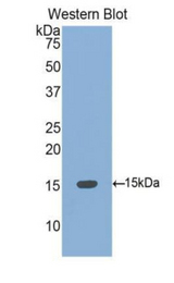 Western blot of recombinant BMP4 / BMP-4.