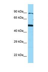 BMP4 antibody LS-C146238 Western blot of U937 Cell lysate. Antibody concentration 1 ug/ml.