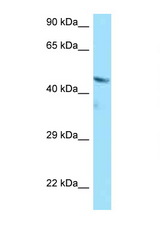 BMP4 antibody LS-C145373 Western blot of A549 Cell lysate. Antibody concentration 1 ug/ml.