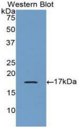 Western blot of recombinant BMP6 / BMP-6.