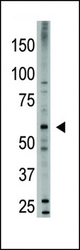 The anti-Bmp6 antibody is used in Western blot to detect Bmp6 in HL60 cell lysate.