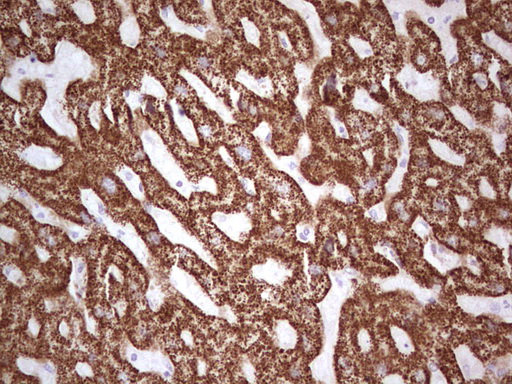 IHC of paraffin-embedded Human liver tissue using anti-ABAT mouse monoclonal antibody. (Heat-induced epitope retrieval by 1 mM EDTA in 10mM Tris, pH8.5, 120°C for 3min).