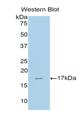 Western blot of recombinant BMP6 / BMP-6.