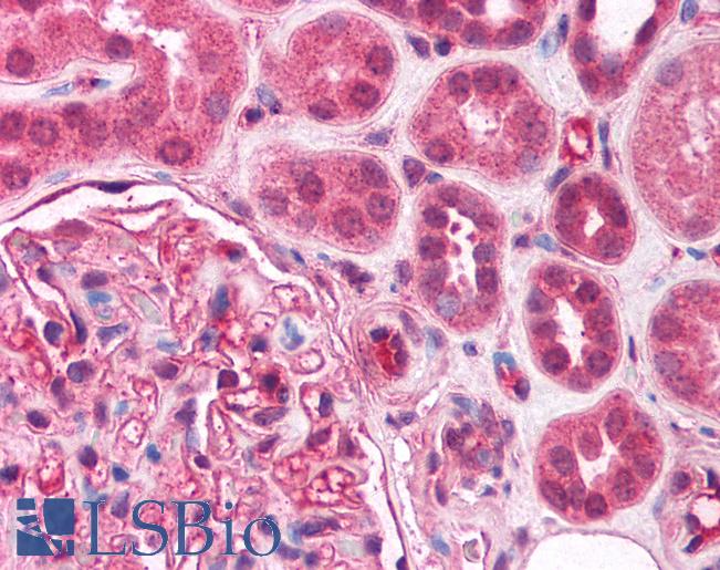 Anti-BMP6 antibody IHC of human kidney. Immunohistochemistry of formalin-fixed, paraffin-embedded tissue after heat-induced antigen retrieval. Antibody LS-B789 concentration 5 ug/ml.