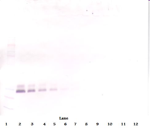 Western Blot (non-reducing) of BMP7 antibody LS-C104294