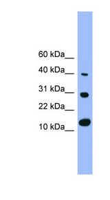 BMP7 antibody LS-B4567 Western blot of Rat Lung lysate.