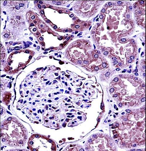 BMP7 Antibody immunohistochemistry of formalin-fixed and paraffin-embedded human kidney tissue followed by peroxidase-conjugated secondary antibody and DAB staining.
