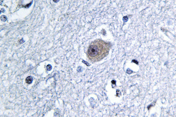 IHC of BMP-8A (Q299) pAb in paraffin-embedded human brain tissue.