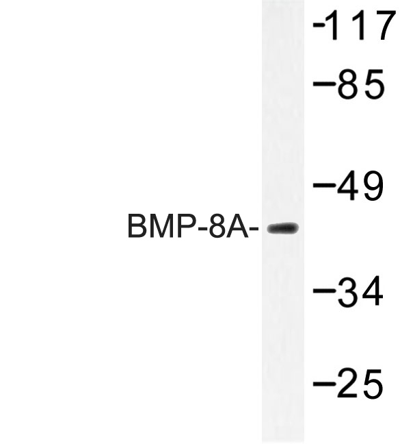 Western blot of BMP-8A (Q299) pAb in extracts from COLO cells.