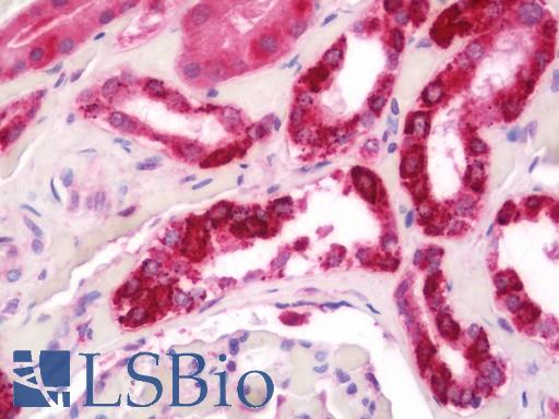Anti-BMP8B antibody IHC staining of human kidney. Immunohistochemistry of formalin-fixed, paraffin-embedded tissue after heat-induced antigen retrieval. Antibody LS-B11365 concentration 20 ug/ml.