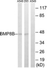 Western blot of extracts from 293/A549 cells, using BMP8B Antibody. The lane on the right is treated with the synthesized peptide.
