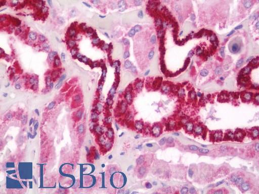 Anti-BMP8B antibody IHC staining of human kidney. Immunohistochemistry of formalin-fixed, paraffin-embedded tissue after heat-induced antigen retrieval. Antibody LS-B11364 concentration 20 ug/ml.