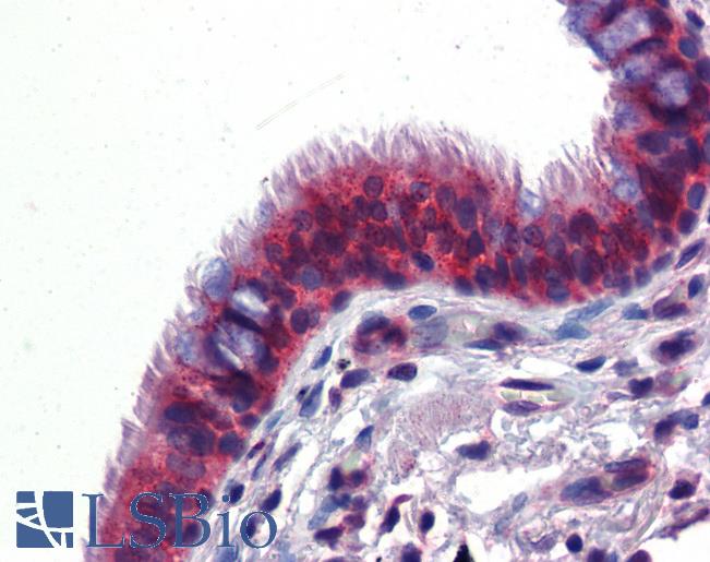 Anti-BMPER antibody IHC of human lung, respiratory epithelium. Immunohistochemistry of formalin-fixed, paraffin-embedded tissue after heat-induced antigen retrieval. Antibody LS-B3566 concentration 5 ug/ml.
