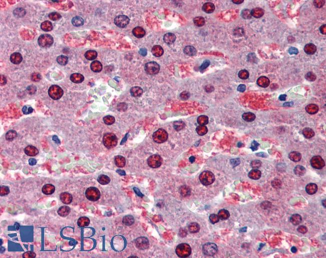 Anti-BMPER antibody IHC of human liver. Immunohistochemistry of formalin-fixed, paraffin-embedded tissue after heat-induced antigen retrieval. Antibody LS-B3566 concentration 5 ug/ml.