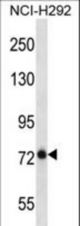 BMPER Antibody western blot of NCI-H292 cell line lysates (35 ug/lane). The BMPER antibody detected the BMPER protein (arrow).