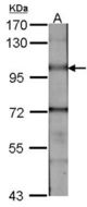 Sample (30 ug of whole cell lysate). A: NIH-3T3. 7.5% SDS PAGE. BMPR-II / BMPR2 antibody diluted at 1:1000.