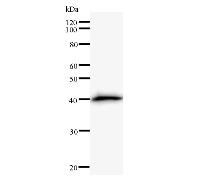 Western blot analysis of immunized recombinant protein, using anti-BMS1L monoclonal antibody.