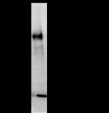 Immunoprecipitation: RIPA lysate of HeLa cells was incubated with anti-BMS1L mAb. Predicted molecular weight: 145 kDa