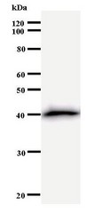 Western blot of immunized recombinant protein using BMS1L antibody.