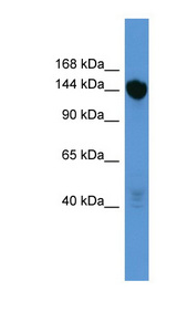 BNC2 antibody LS-C135077 Western blot of Mouse Liver lysate.