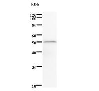 Western blot analysis of immunized recombinant protein, using anti-BNC2 monoclonal antibody.