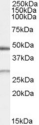 Antibody (0.5 ug/ml) staining of Human Kidney lysate (35 ug protein in RIPA buffer). Primary incubation was 1 hour. Detected by chemiluminescence.