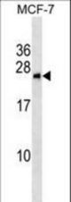 BNIP1 Antibody western blot of MCF-7 cell line lysates (35 ug/lane). The BNIP1 antibody detected the BNIP1 protein (arrow).