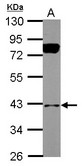 Sample (30 ug of whole cell lysate) A: HepG2 10% SDS PAGE BNIP2 antibody diluted at 1:1000