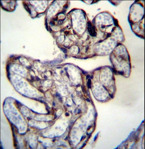 BNIP2 Antibody immunohistochemistry of formalin-fixed and paraffin-embedded human placenta tissue followed by peroxidase-conjugated secondary antibody and DAB staining.