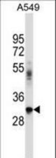BNIP2 Antibody western blot of A549 cell line lysates (35 ug/lane). The BNIP2 antibody detected the BNIP2 protein (arrow).