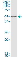 BNIP2 monoclonal antibody (M02), clone 8C6. Western Blot analysis of BNIP2 expression in K-562.