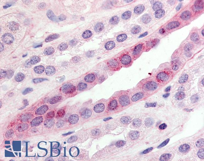Anti-GPR15 antibody LS-A1512 IHC of human kidney. Immunohistochemistry of formalin-fixed, paraffin-embedded tissue after heat-induced antigen retrieval.