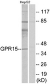 Western blot of extracts from HepG2 cells, using GPR15 Antibody. The lane on the right is treated with the synthesized peptide.
