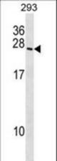 BOK Antibody western blot of 293 cell line lysates (35 ug/lane). The BOK antibody detected the BOK protein (arrow).
