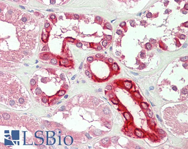 Anti-BOK antibody IHC staining of human kidney. Immunohistochemistry of formalin-fixed, paraffin-embedded tissue after heat-induced antigen retrieval. Antibody LS-B11175 concentration 5 ug/ml.