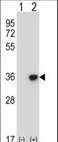 Western blot of DLX4 (arrow) using rabbit polyclonal DLX4 Antibody. 293 cell lysates (2 ug/lane) either nontransfected (Lane 1) or transiently transfected (Lane 2) with the DLX4 gene.