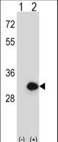 Western blot of BPGM (arrow) using rabbit polyclonal BPGM Antibody. 293 cell lysates (2 ug/lane) either nontransfected (Lane 1) or transiently transfected (Lane 2) with the BPGM gene.