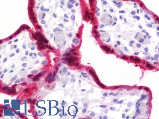 Anti-BPGM antibody IHC staining of human placenta. Immunohistochemistry of formalin-fixed, paraffin-embedded tissue after heat-induced antigen retrieval. Antibody LS-B10833 concentration 7.5 ug/ml.