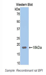 Western blot of recombinant BPI.