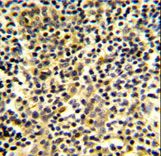 Formalin-fixed and paraffin-embedded human tonsil tissue reacted with BPI Antibody , which was peroxidase-conjugated to the secondary antibody, followed by DAB staining. This data demonstrates the use of this antibody for immunohistochemistry; clinical relevance has not been evaluated.