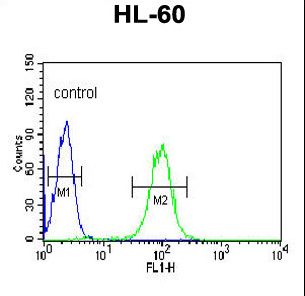 BPI Antibody flow cytometry of HL-60 cells (right histogram) compared to a negative control cell (left histogram). FITC-conjugated goat-anti-rabbit secondary antibodies were used for the analysis.