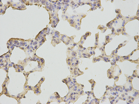 Immunohistochemistry of paraffin-embedded mouse lung using BPI antibody at dilution of 1:200 (400x lens).
