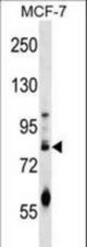 ACRC Antibody western blot of MCF-7 cell line lysates (35 ug/lane). The ACRC antibody detected the ACRC protein (arrow).